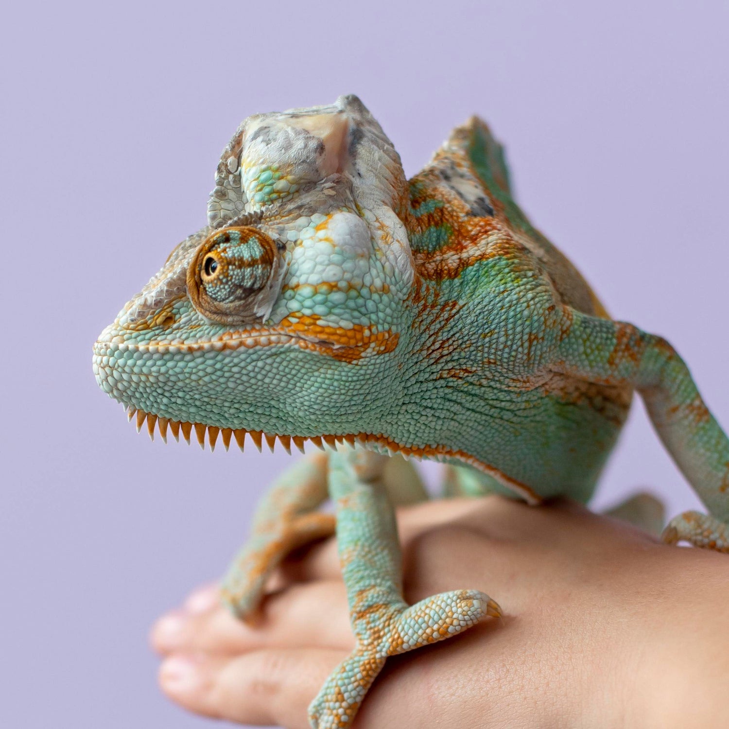 Reptiles and Multi-Legged Pets