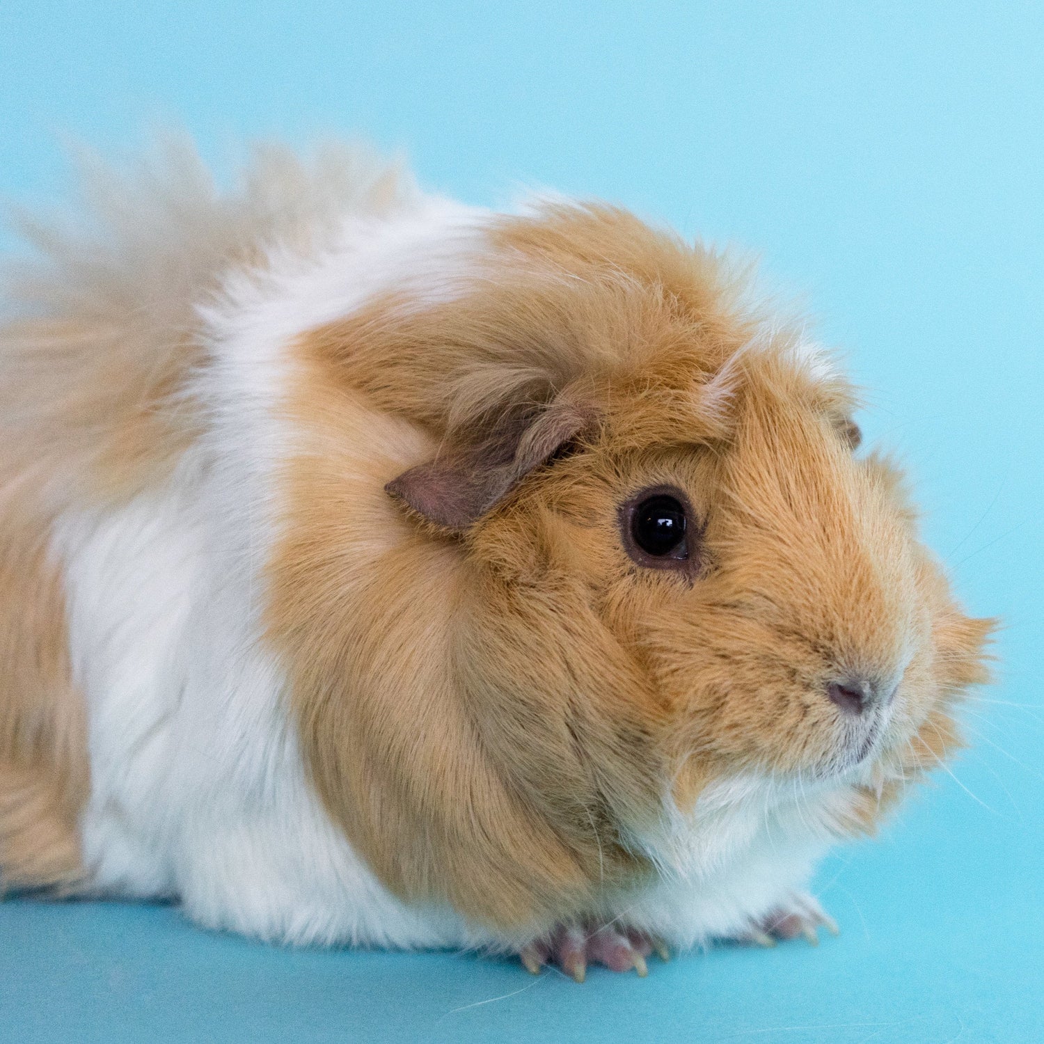 Rabbits and Small Pets