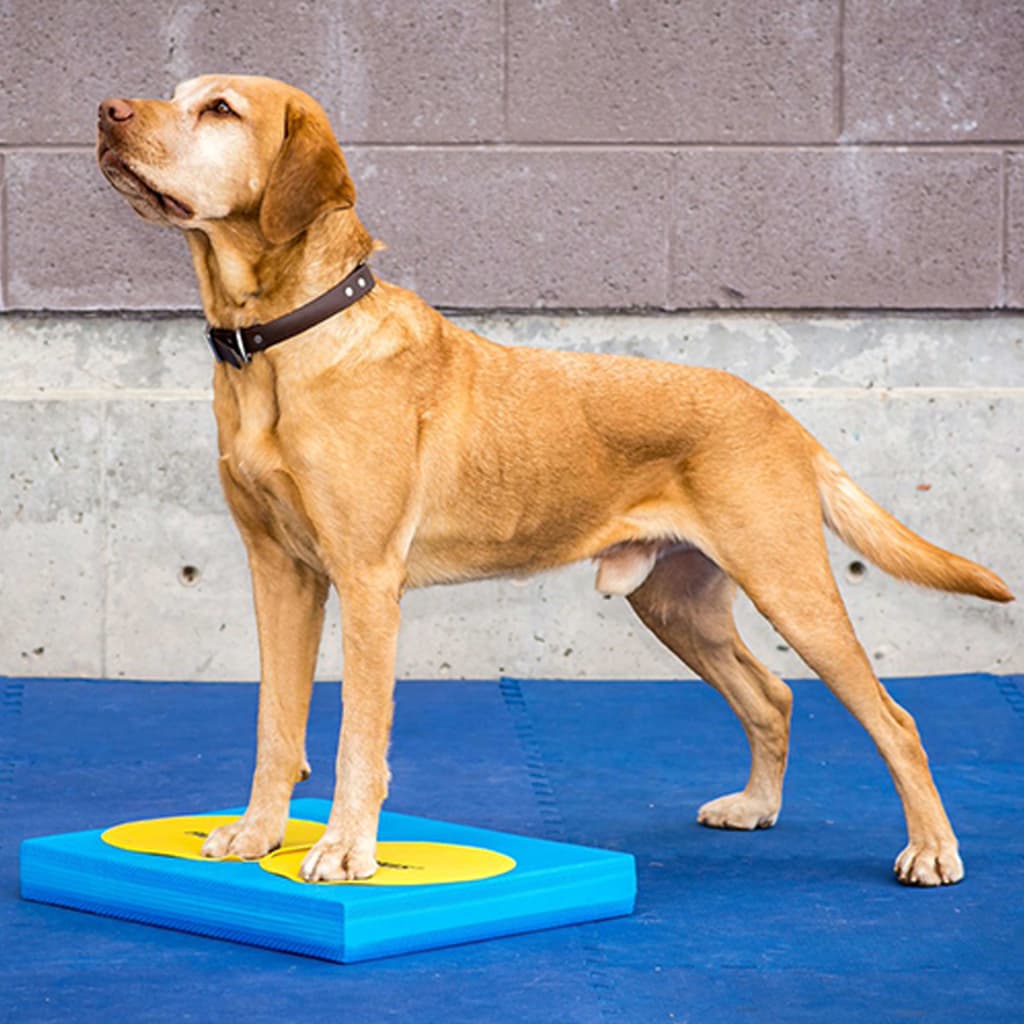 Fitpaws Targets Kosketusalustat 4 Kpl Keltainen Ja Sininen