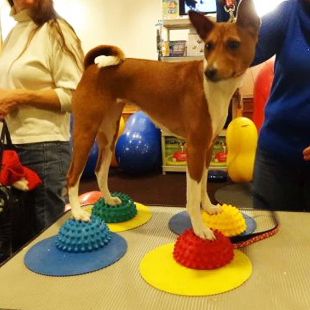 Fitpaws Targets Kosketusalustat 4 Kpl Keltainen Ja Sininen