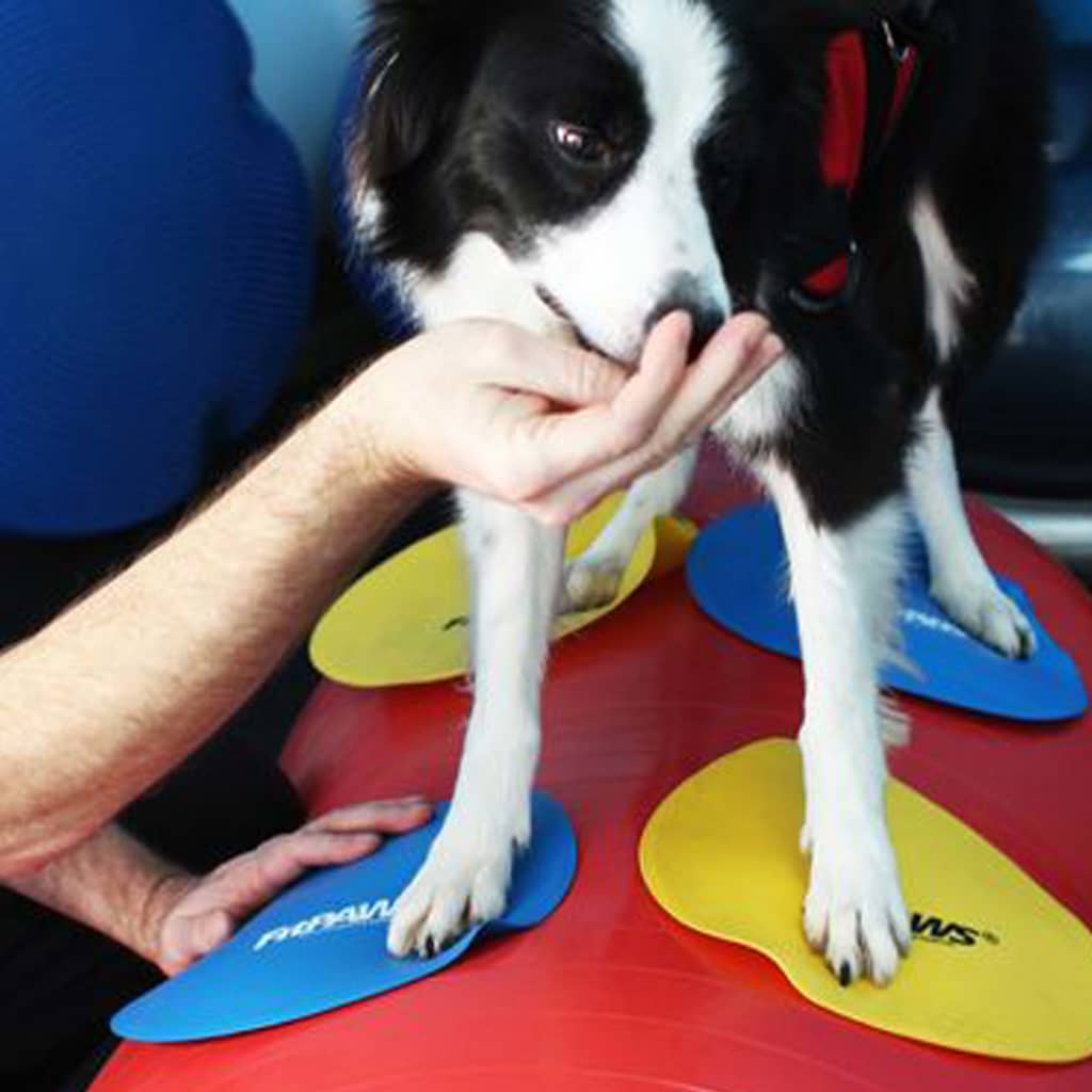 Fitpaws Targets Kosketusalustat 4 Kpl Keltainen Ja Sininen