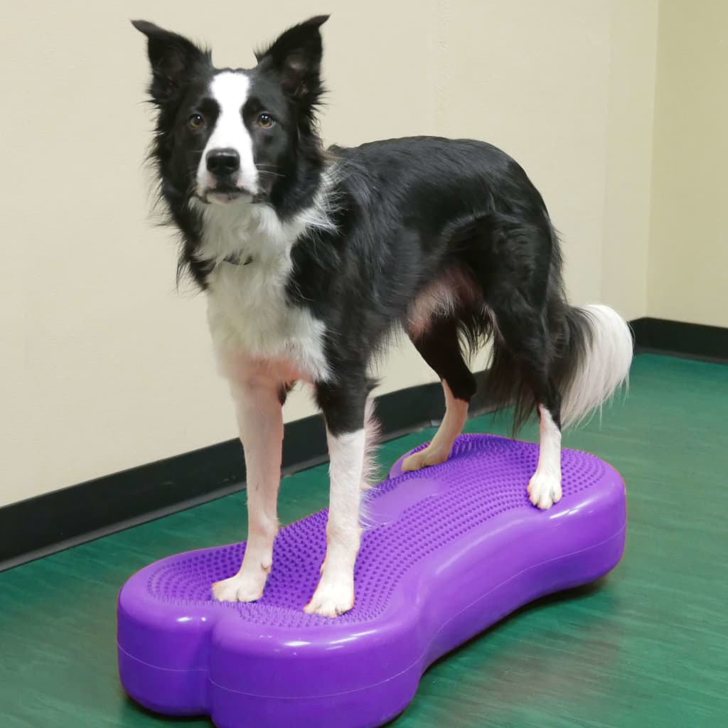 Fitpaws Lemmikin Tasapainoalusta Giant K9Fitbone Pvc