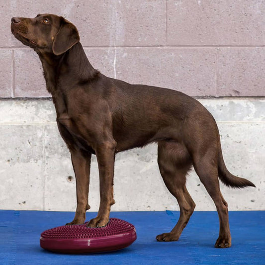 Fitpaws Lemmikin Tasapainoalusta Fuksia