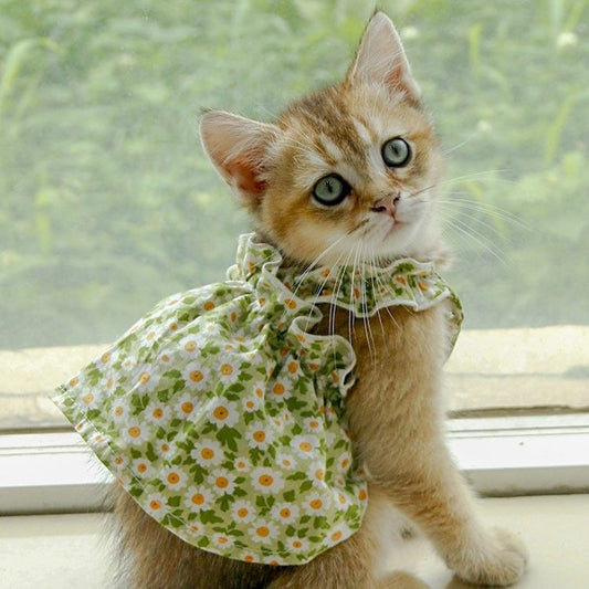 Prinsessa Kesämekko